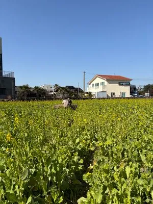 산방산꽃드레