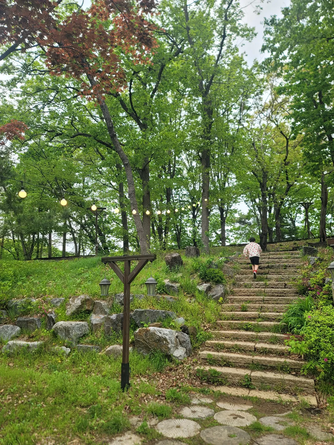 로빈포레스트 사진 8