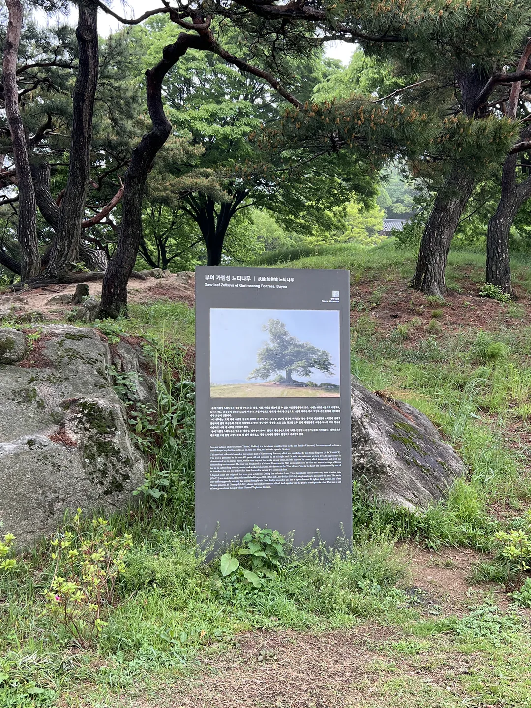 부여 성흥산성 사랑의나무 사진 9