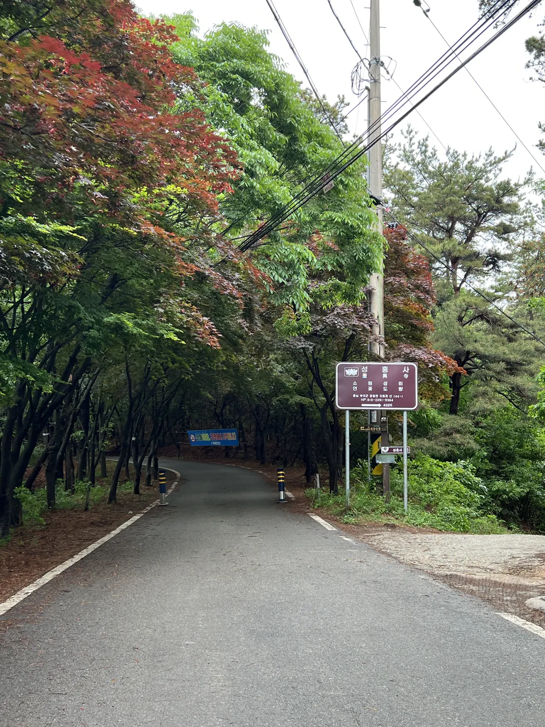 부여 성흥산성 사랑의나무 사진 13