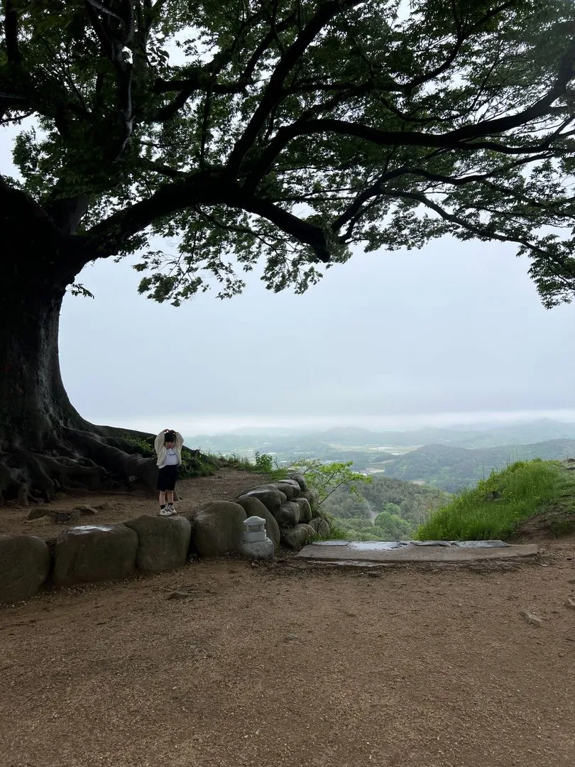 부여 성흥산성 사랑의나무 사진 6