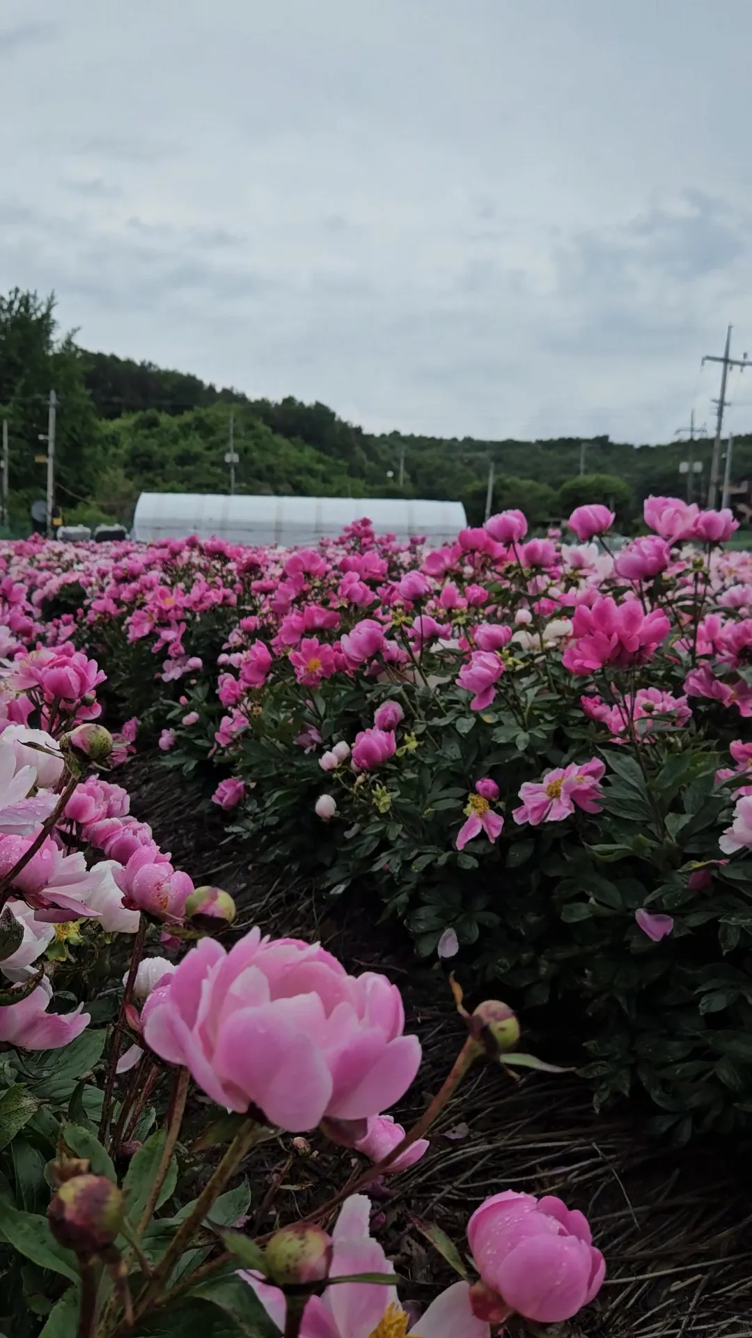 Sojigae Farm photo 6