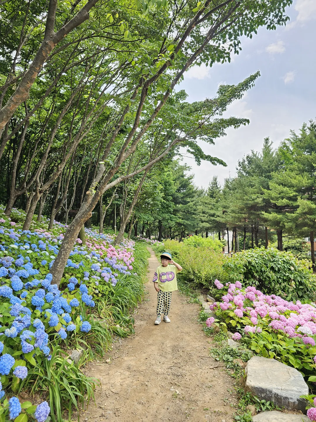 부천백만송이장미원 & 도당하늘숲 사진 8