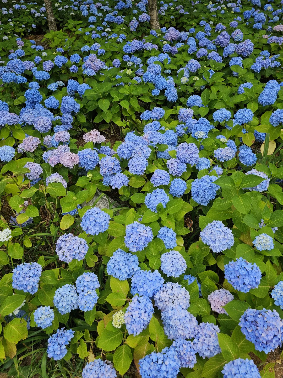 부천백만송이장미원 & 도당하늘숲 사진 6