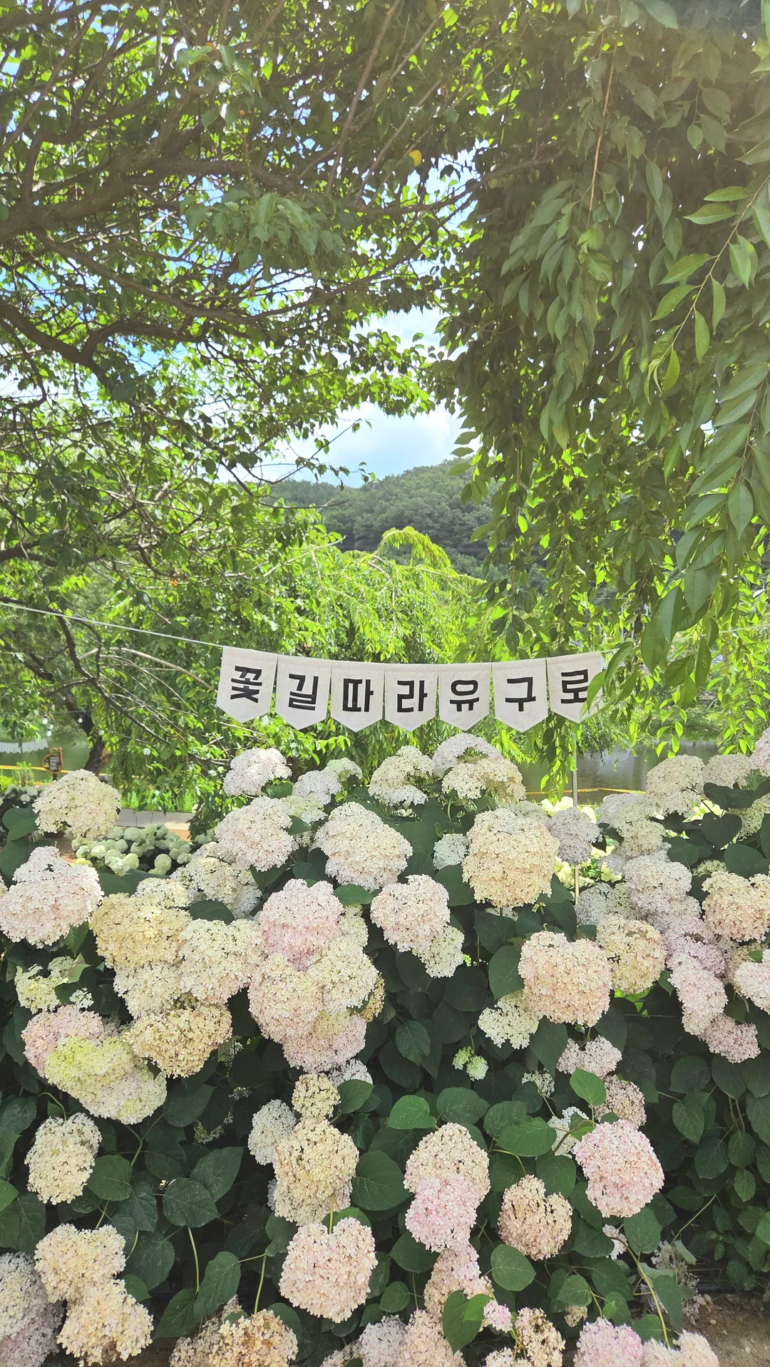 유구 색동수국정원