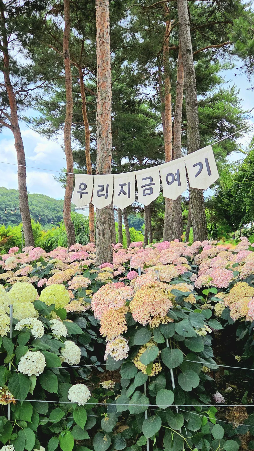 유구 색동수국정원