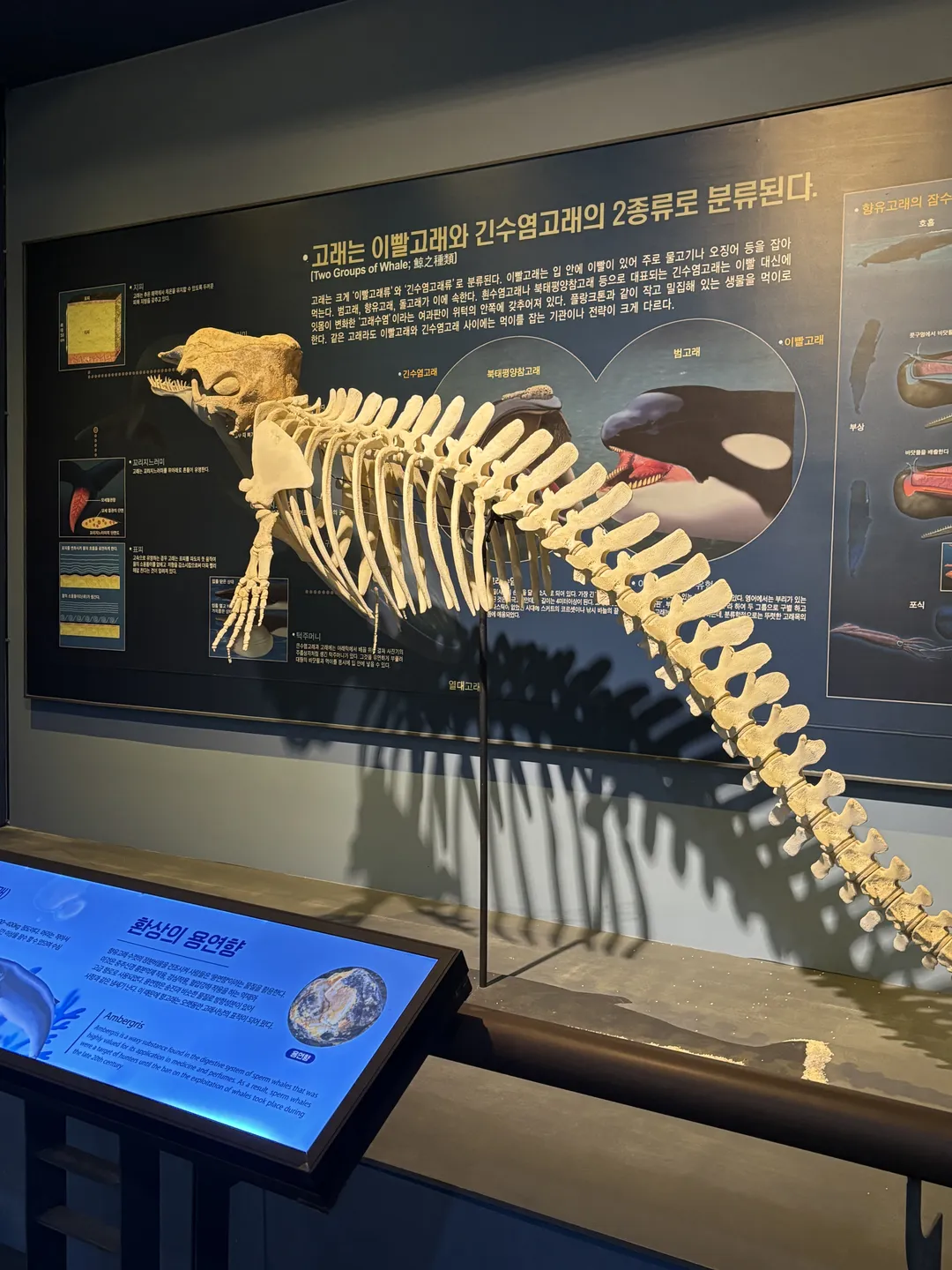 한국자연사박물관 사진 8
