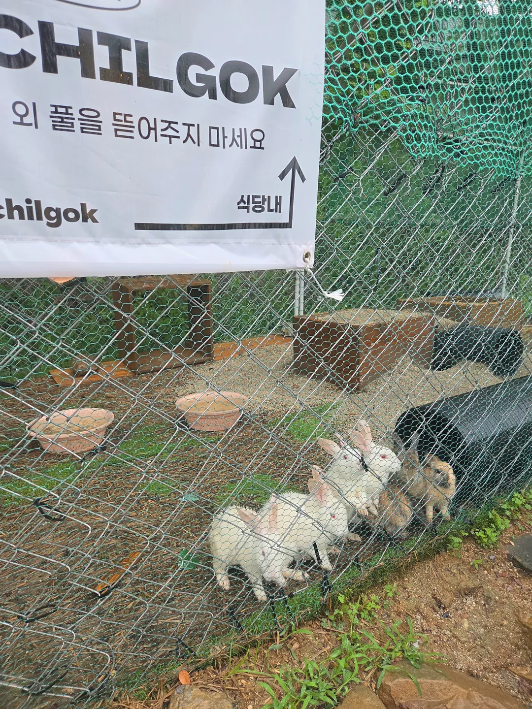 0311 Chilgok photo 12