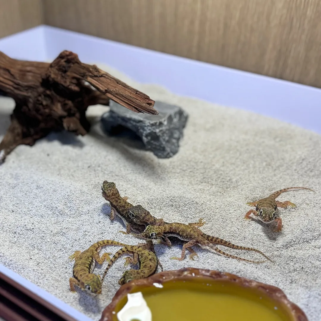 보스플레이스