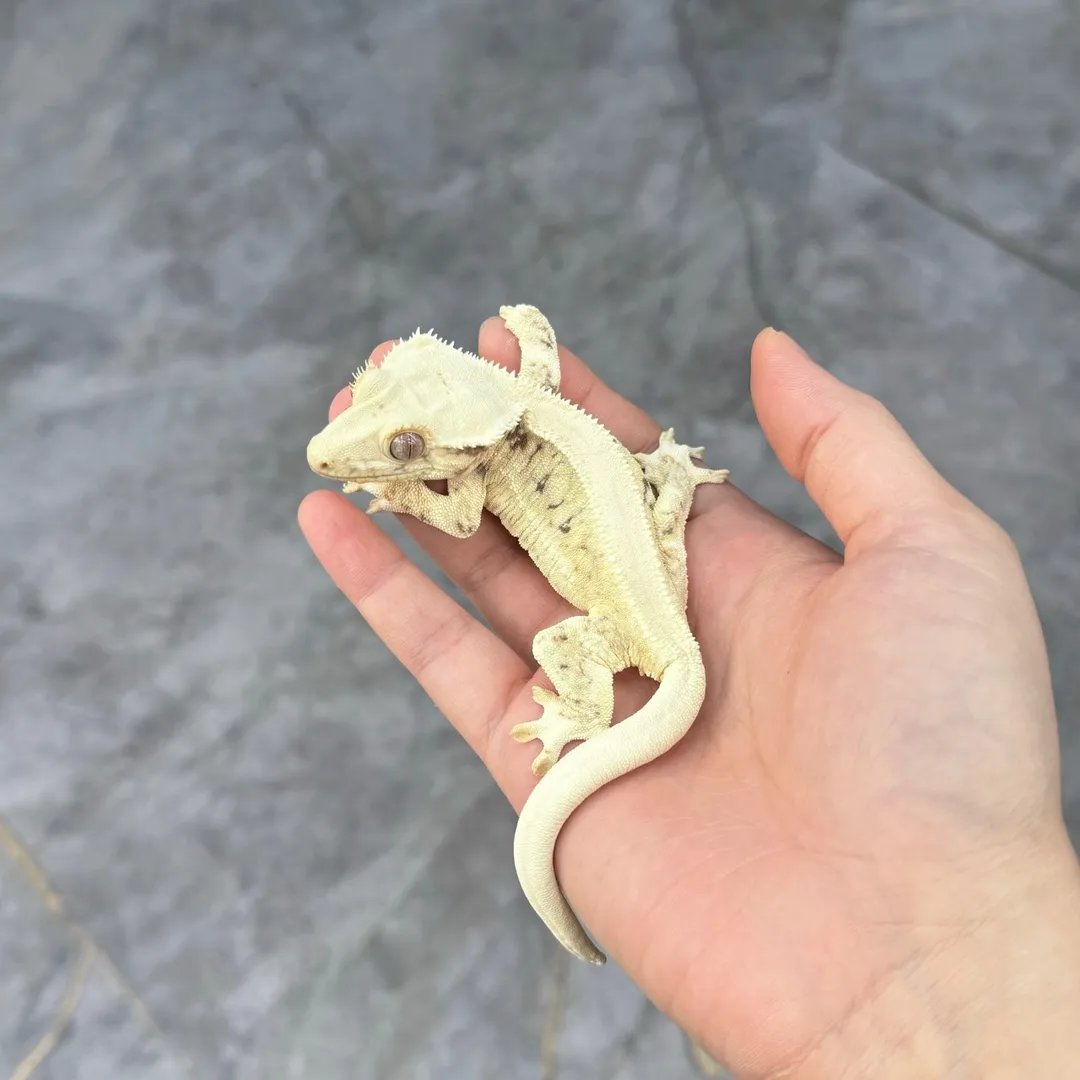 파충류샵 보스게코 사진 11