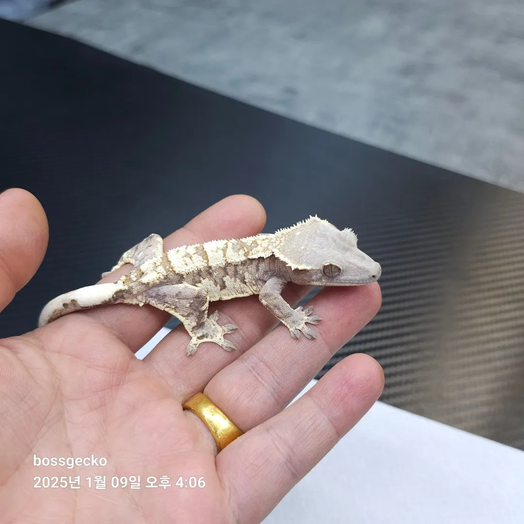 파충류샵 보스게코 사진 14