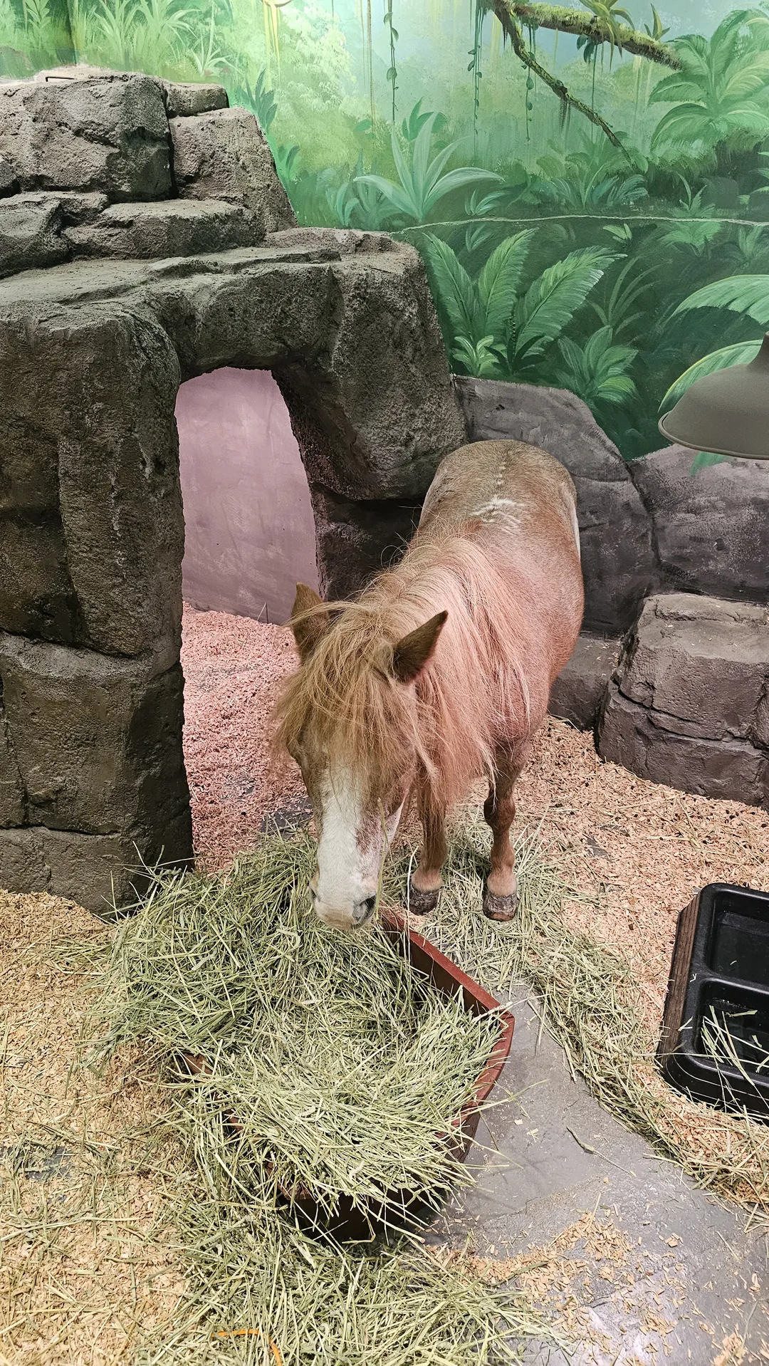 ジュジュピングワールド 写真 7