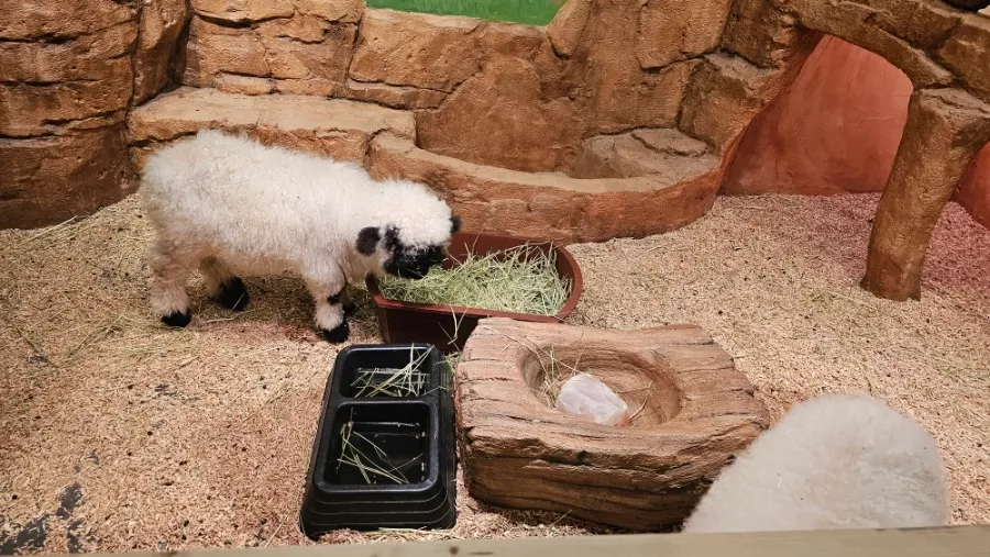 ジュジュピングワールド 写真 10