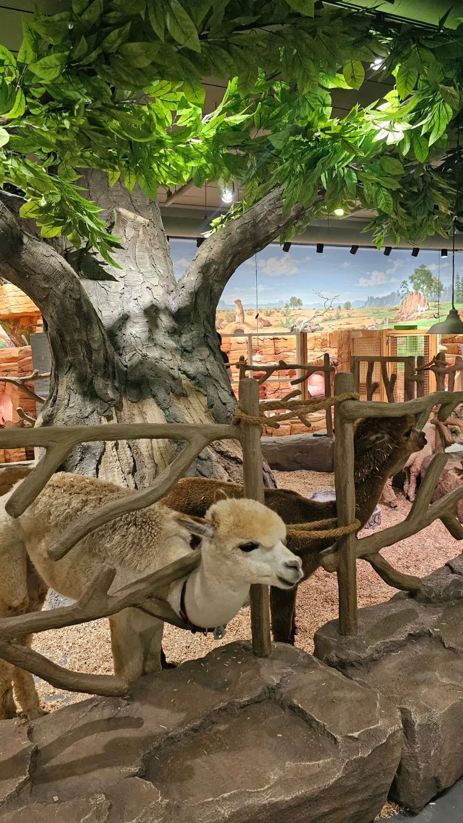 ジュジュピングワールド 写真 6