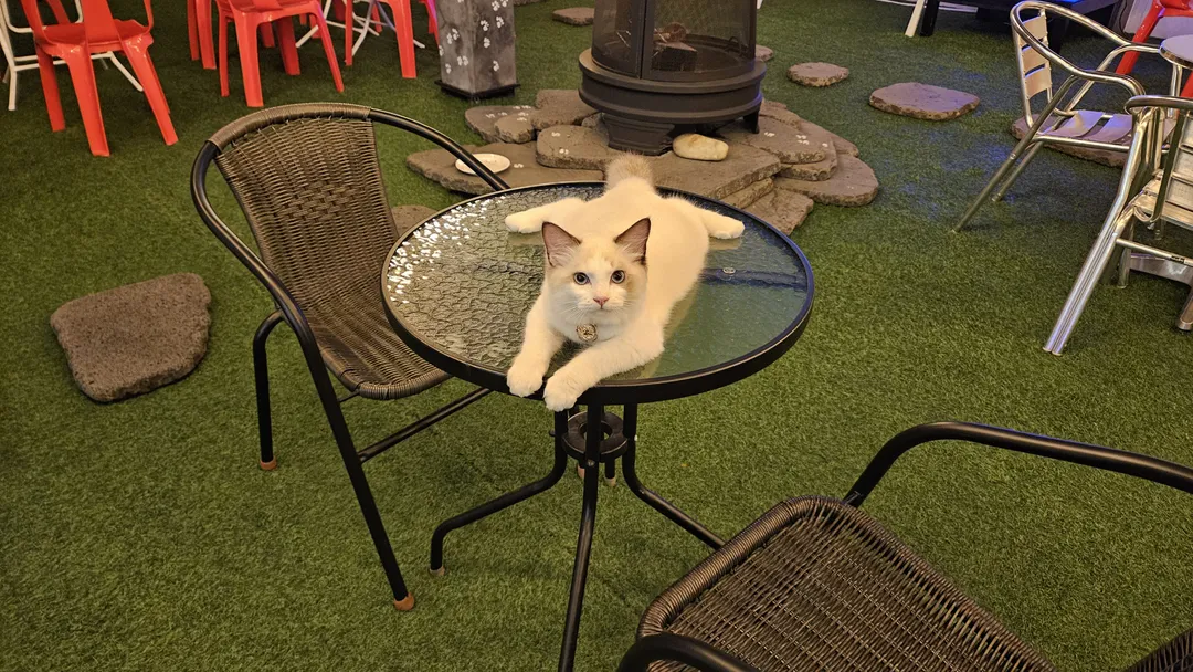 묘야 사진 9