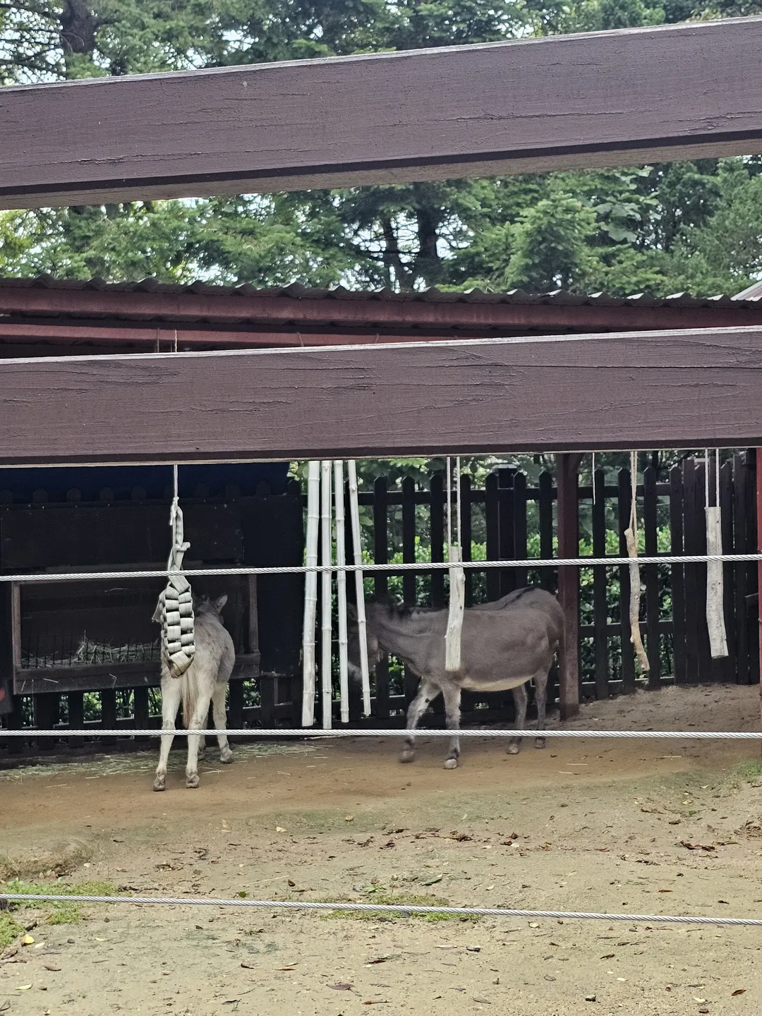 인천대공원 어린이동물원 사진 7