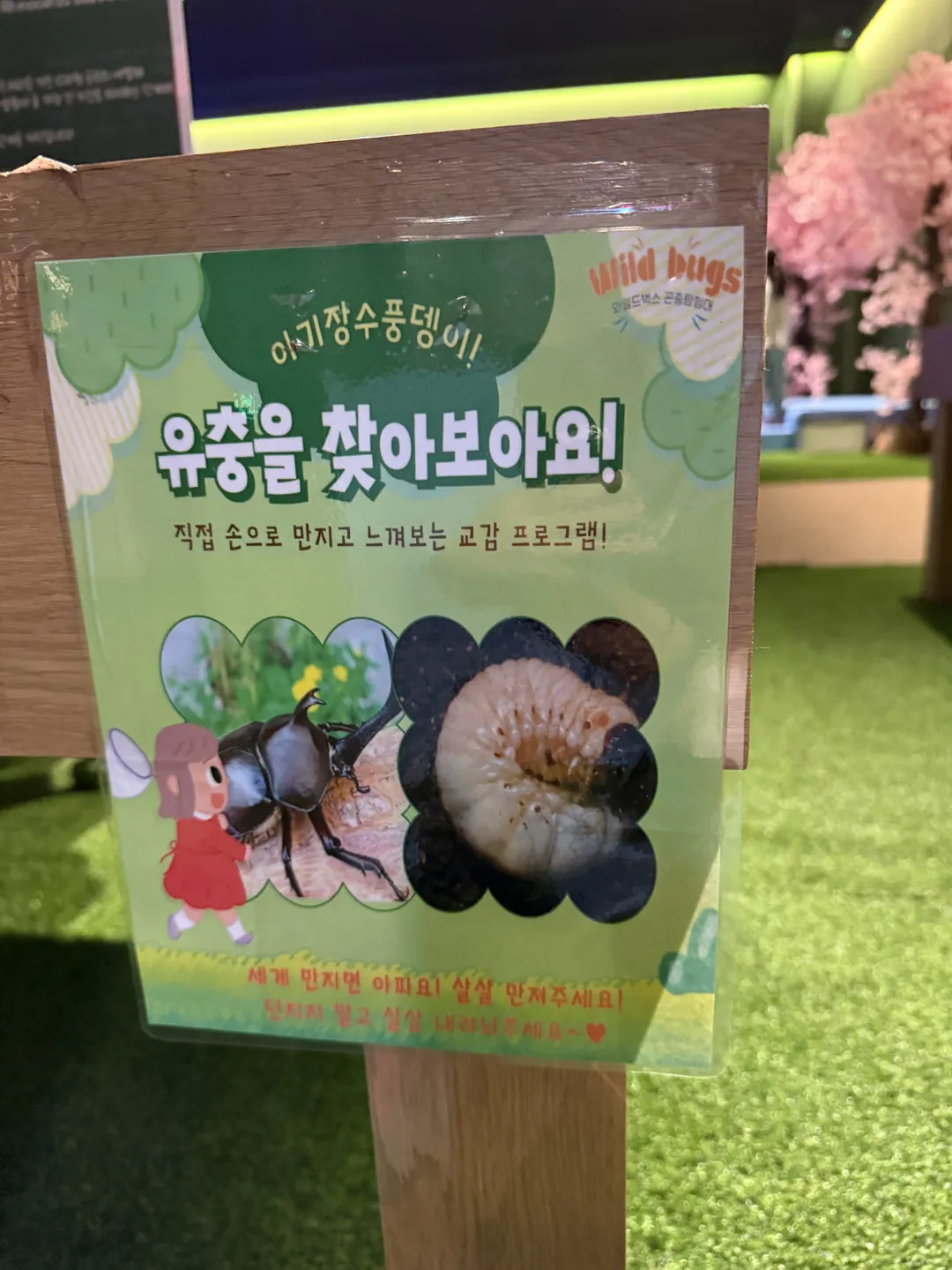 와일드벅스 곤충탐험대 사진 32