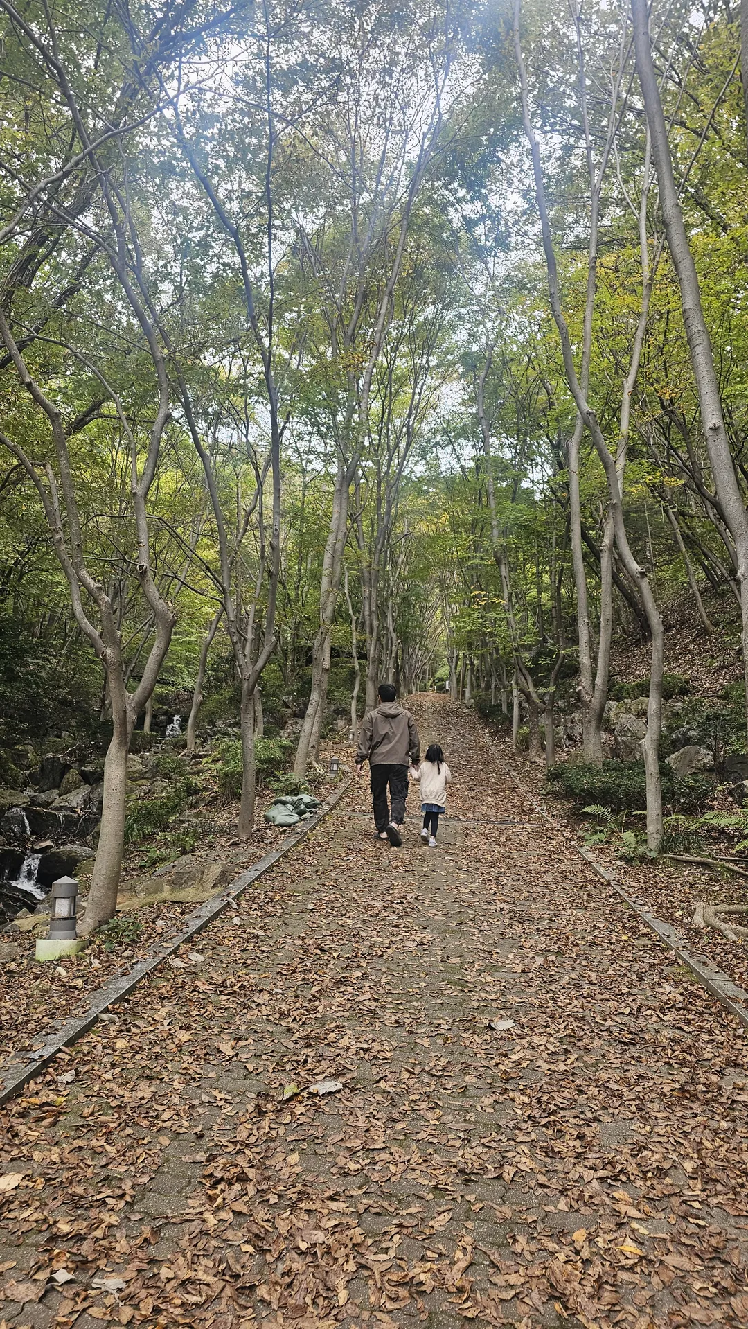 비발디 포레스트