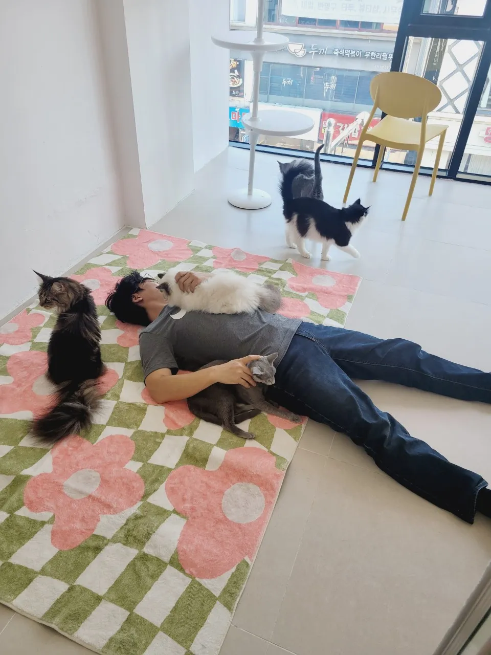 고양이카페 왔냥 사진 27