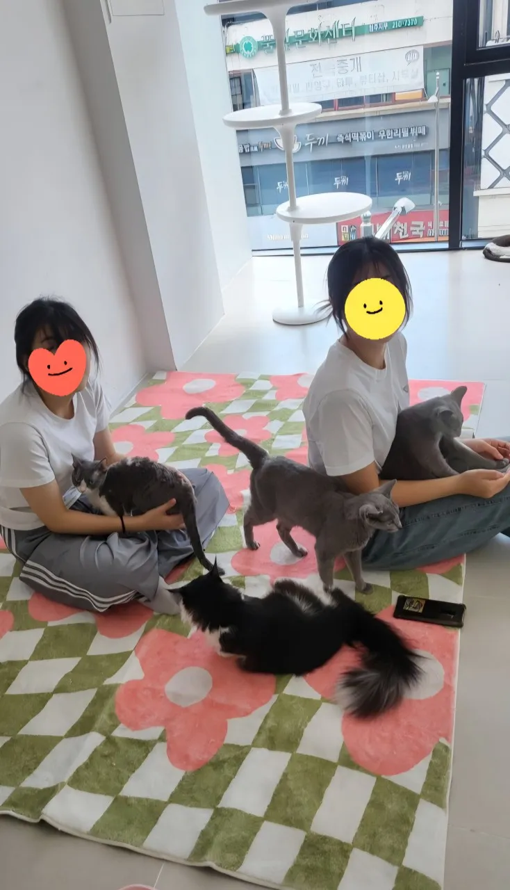 고양이카페 왔냥 사진 26
