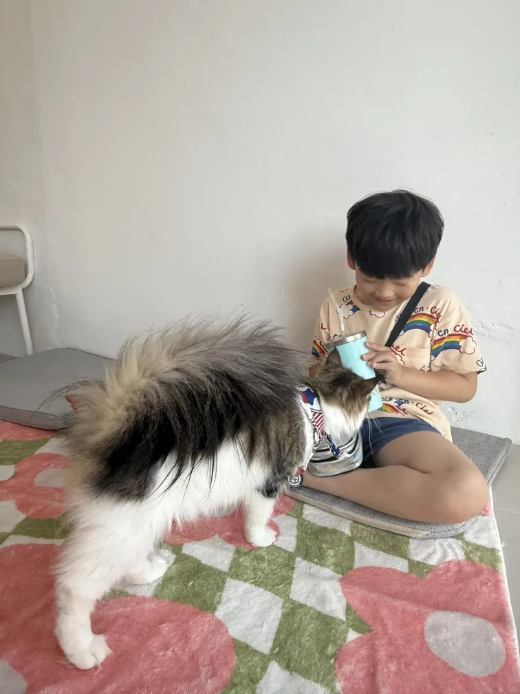 고양이카페 왔냥 사진 9