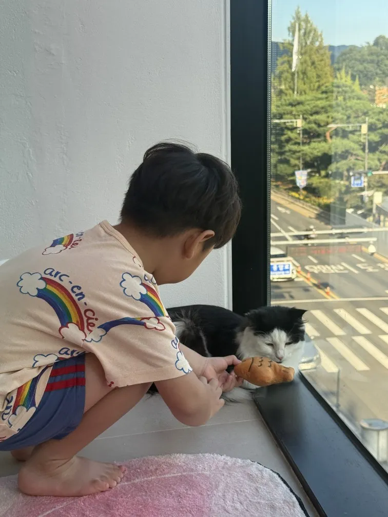 고양이카페 왔냥 사진 8