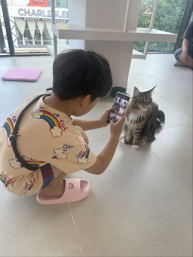 고양이카페 왔냥 사진 11