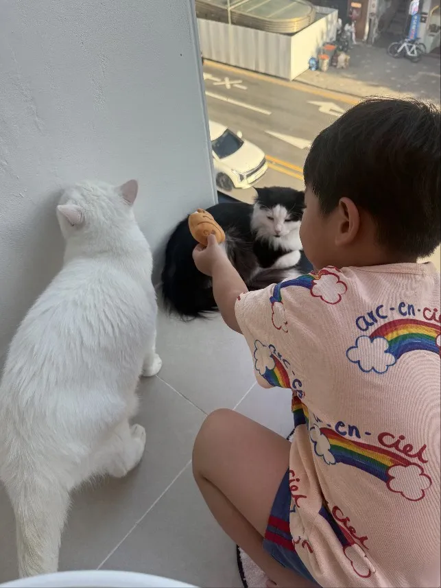 고양이카페 왔냥 사진 7