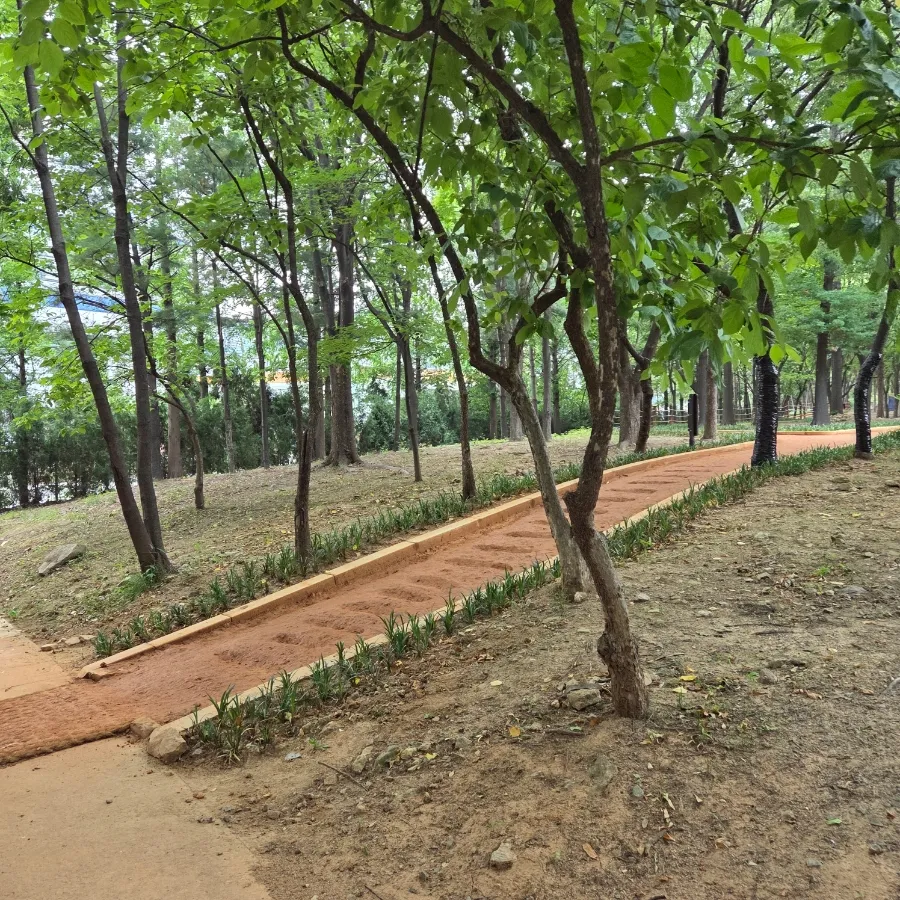 Incheon Gyo Park Forest Experience Area for Young Children photo 9