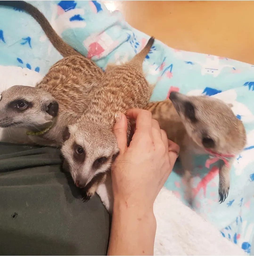 멍이와쿤이 미어캣 라쿤카페 사진 16