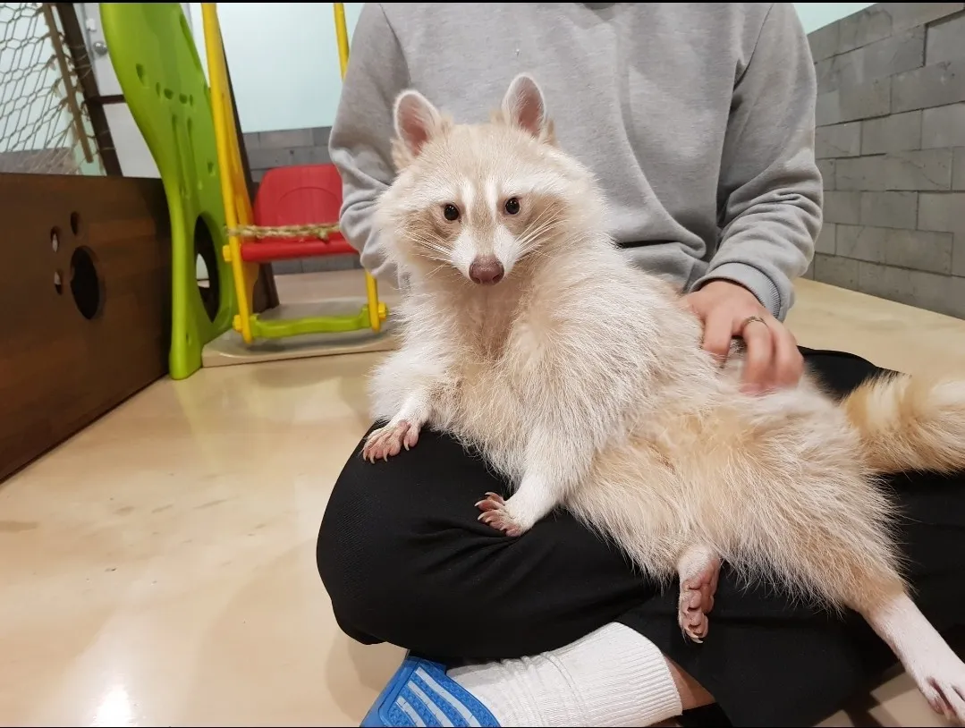 멍이와쿤이 미어캣 라쿤카페 사진 7