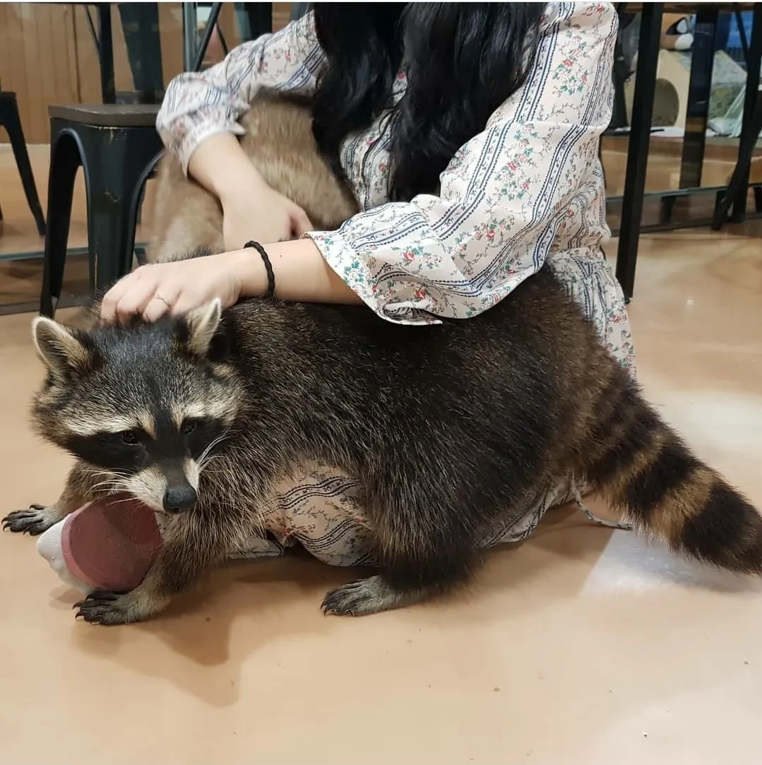 멍이와쿤이 미어캣 라쿤카페 사진 8
