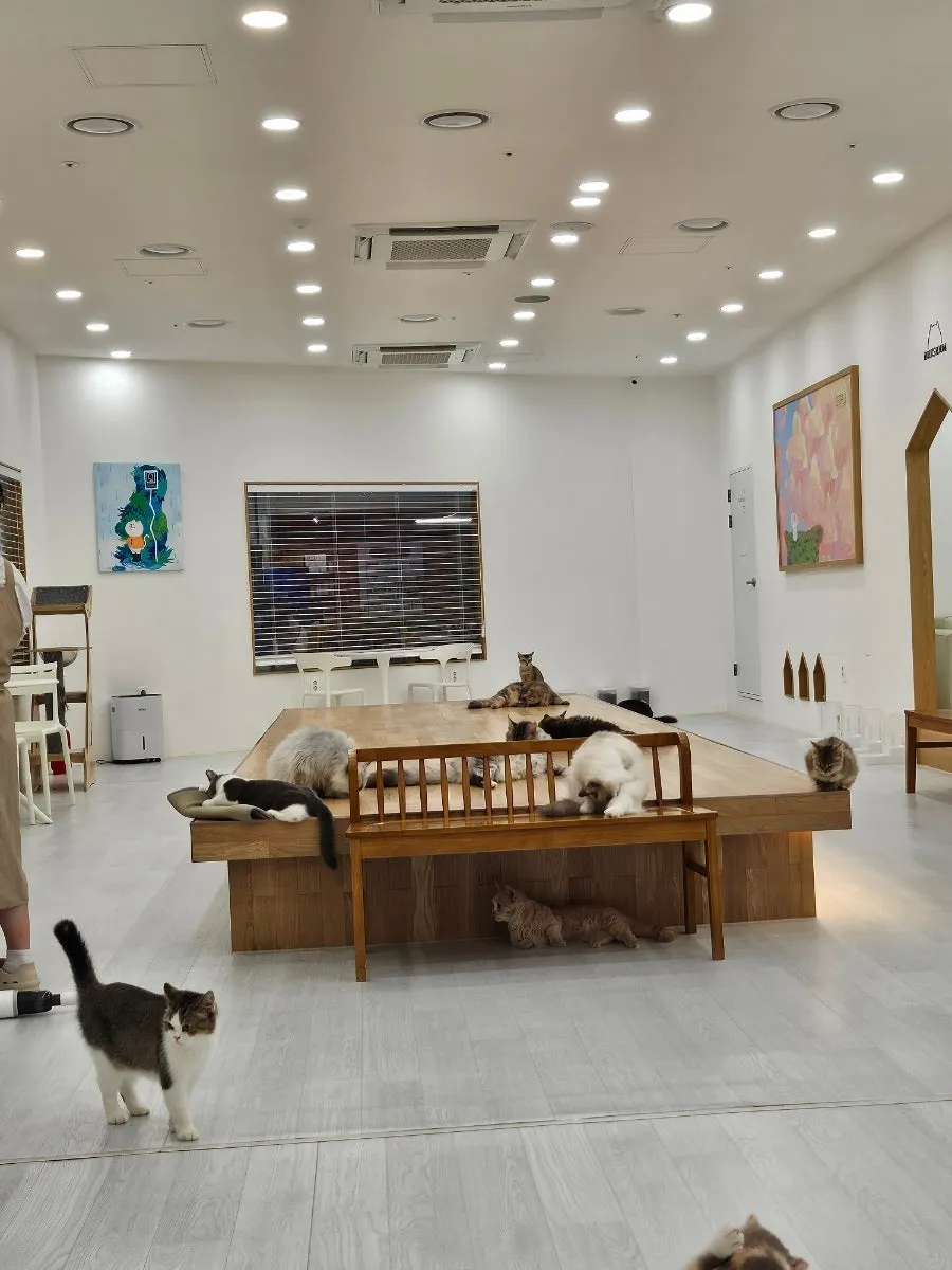 캣플헤븐 천안불당점