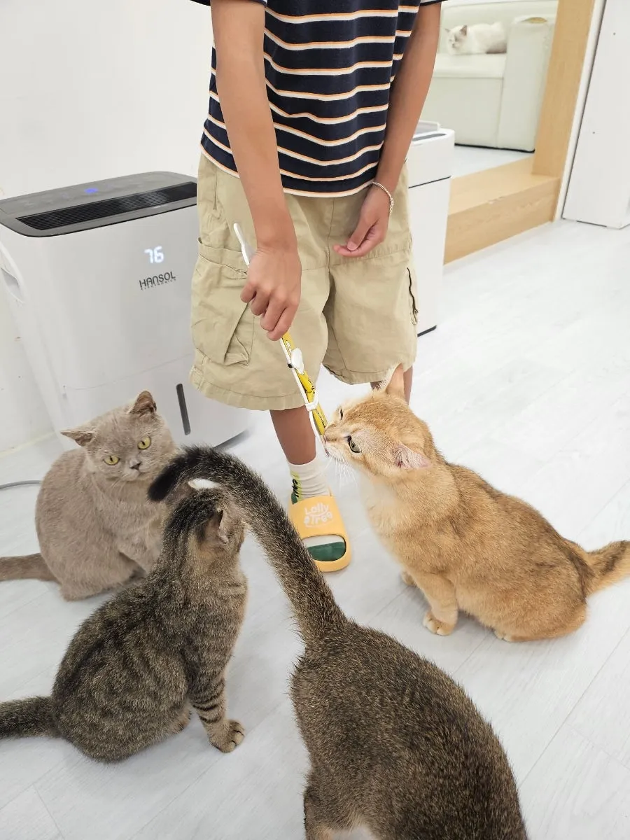 캣플헤븐 천안불당점