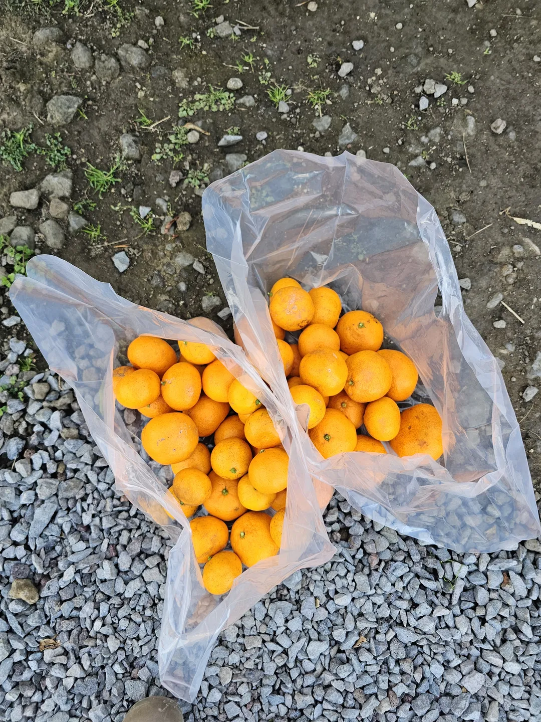 마마롱 사진 9