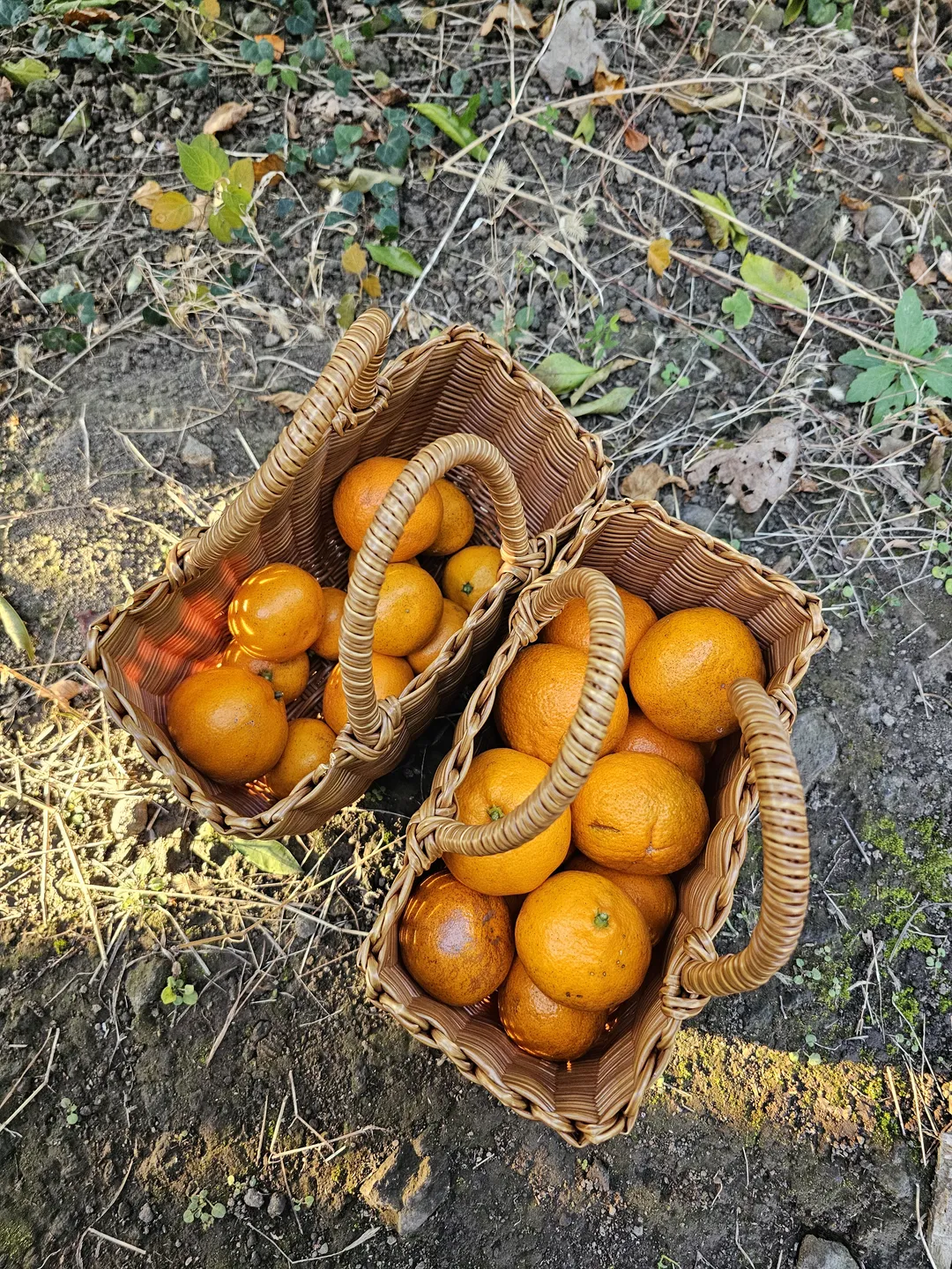 마마롱 사진 7
