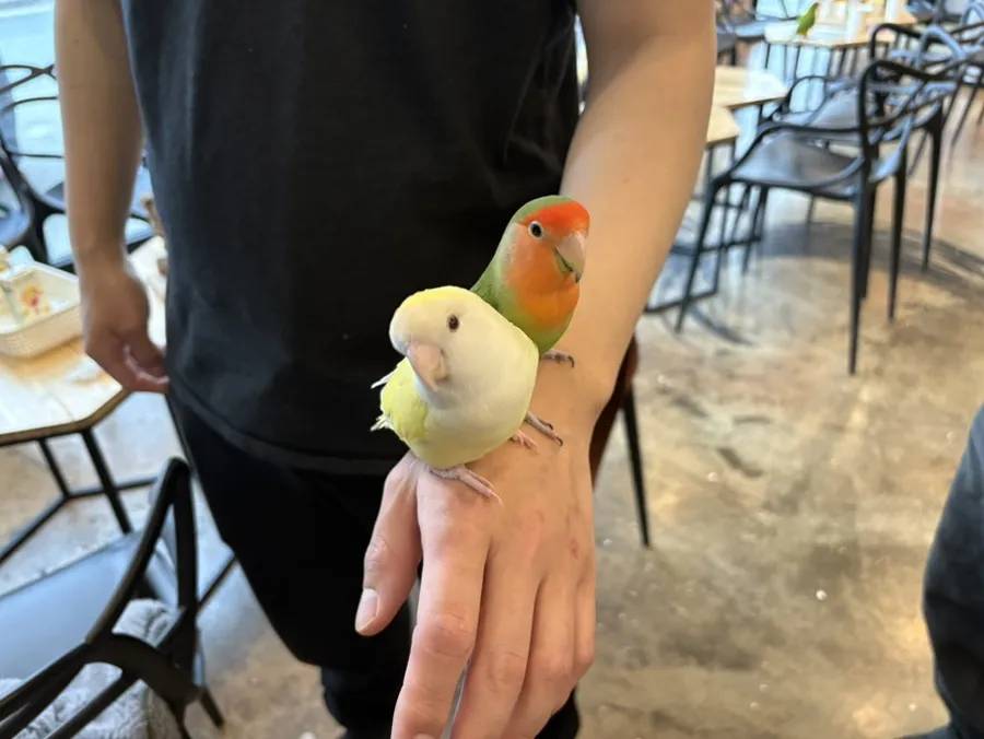 잔디네앵무새카페
