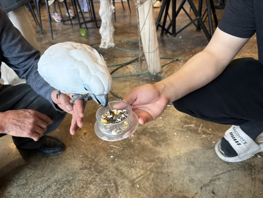 잔디네앵무새카페
