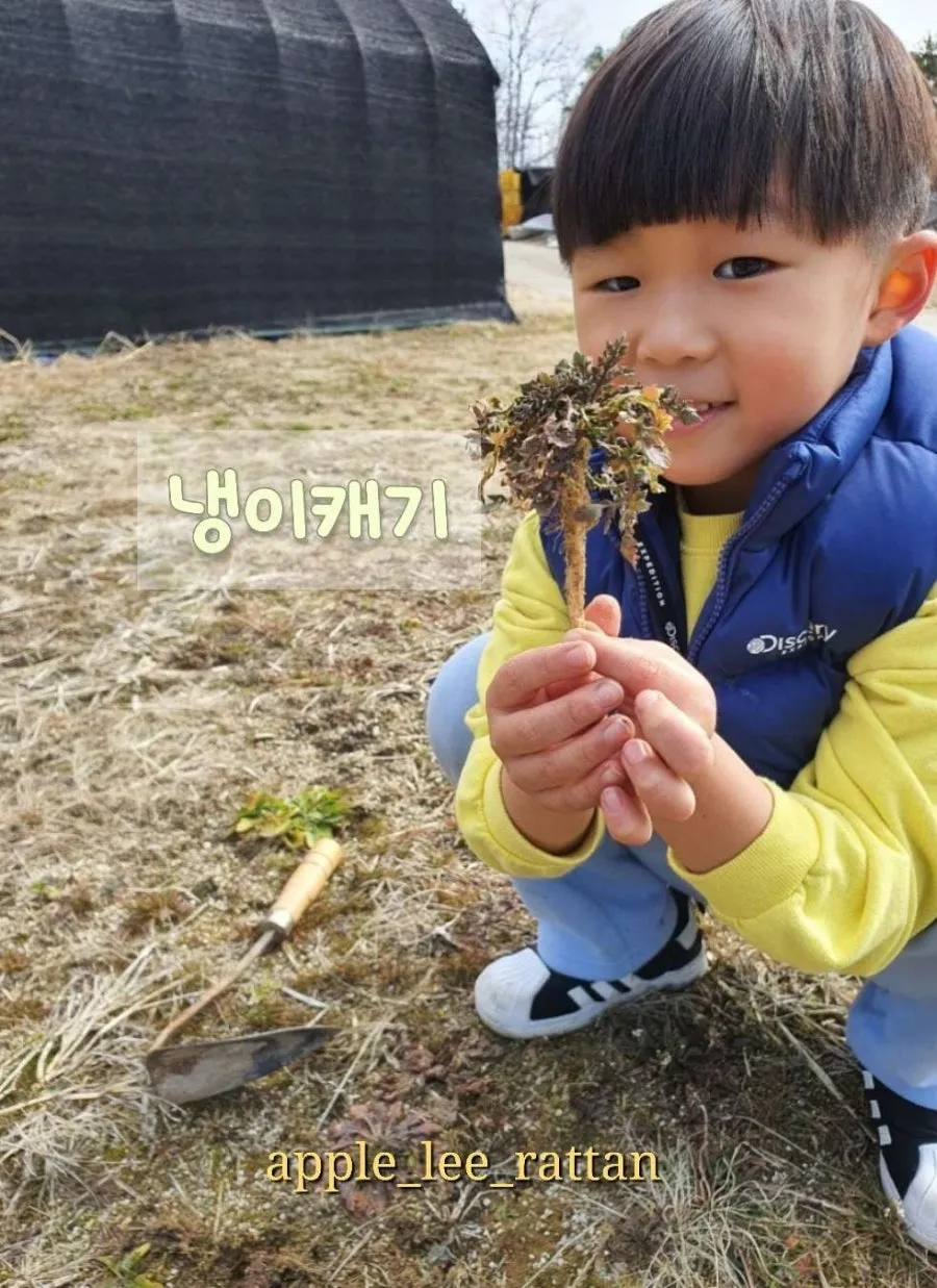 애플리라탄