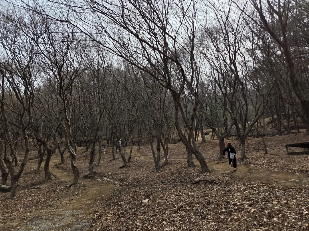 영인산자연휴양림 (영인산유아숲체험원) 사진 17