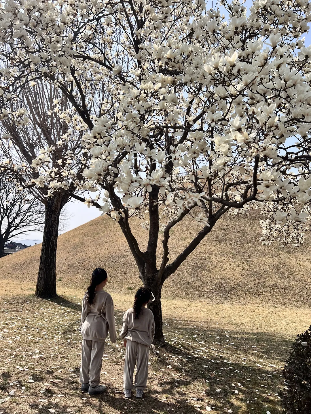 慶州大陵苑 写真 15