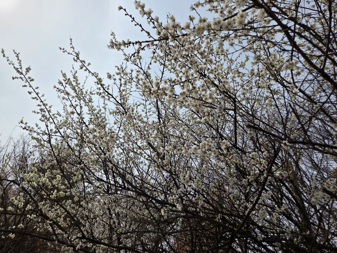 영인산마루 사진 26