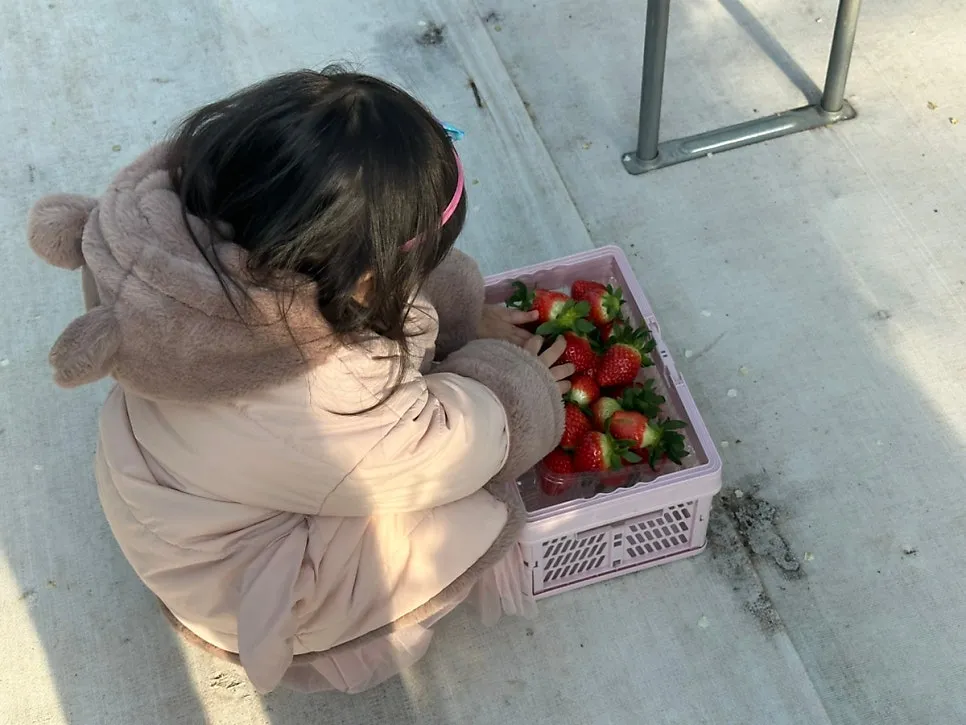 별빛하늘 딸기 농장 사진 6