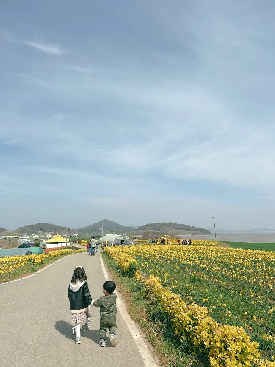 신안 선도