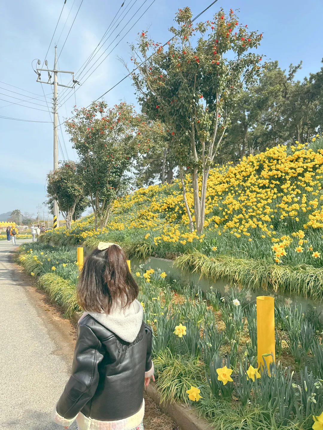 신안 선도