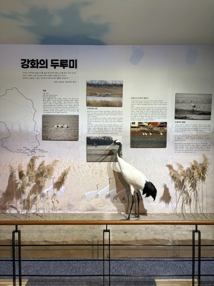 江華自然史博物館 写真 7