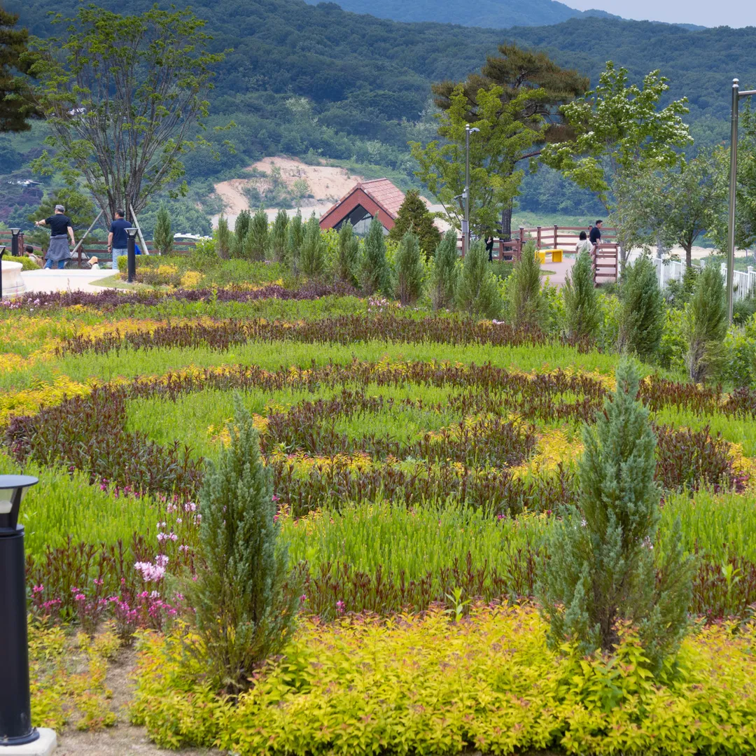 용인자작나무숲