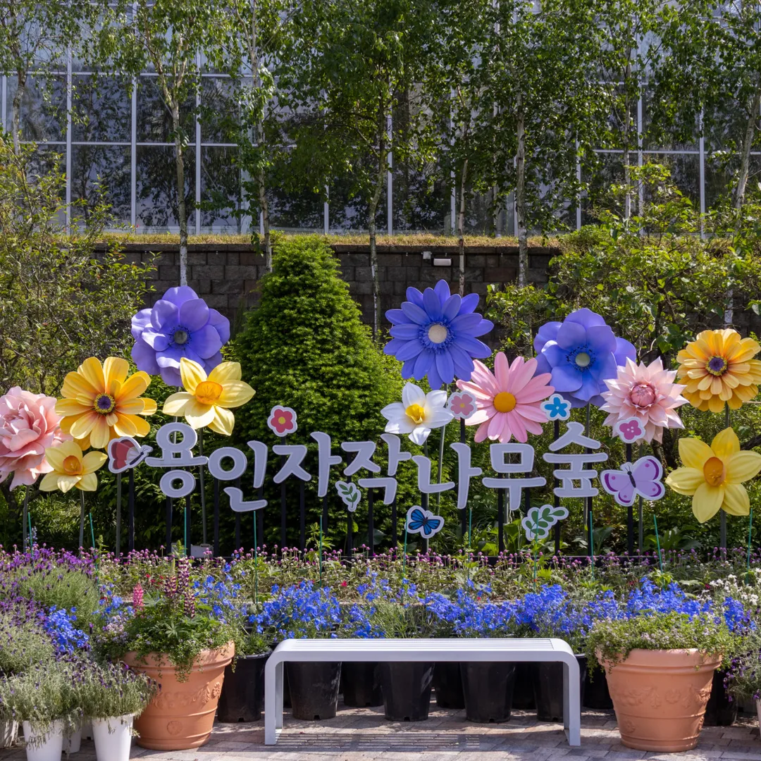 용인자작나무숲 사진 6
