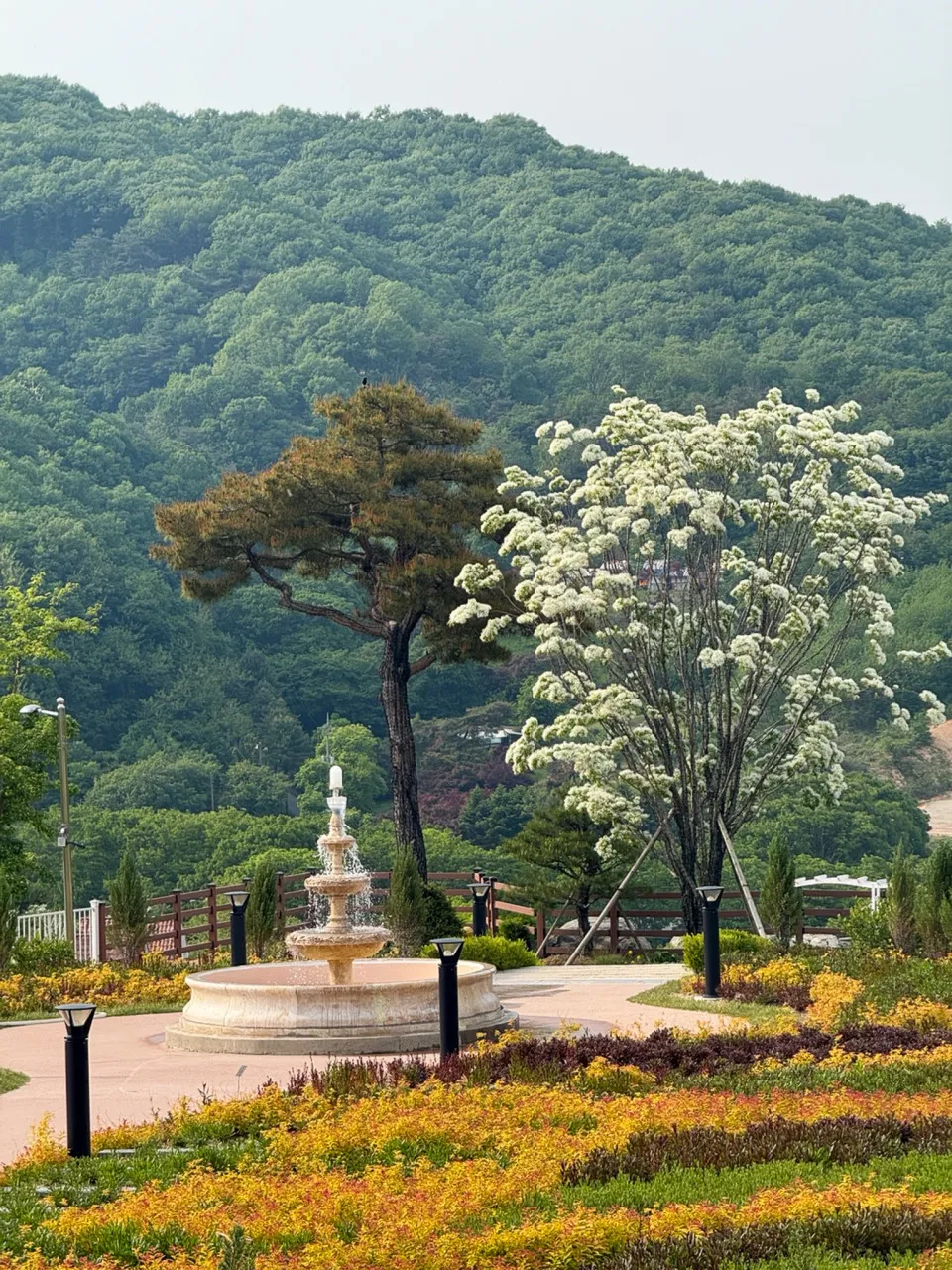 용인자작나무숲