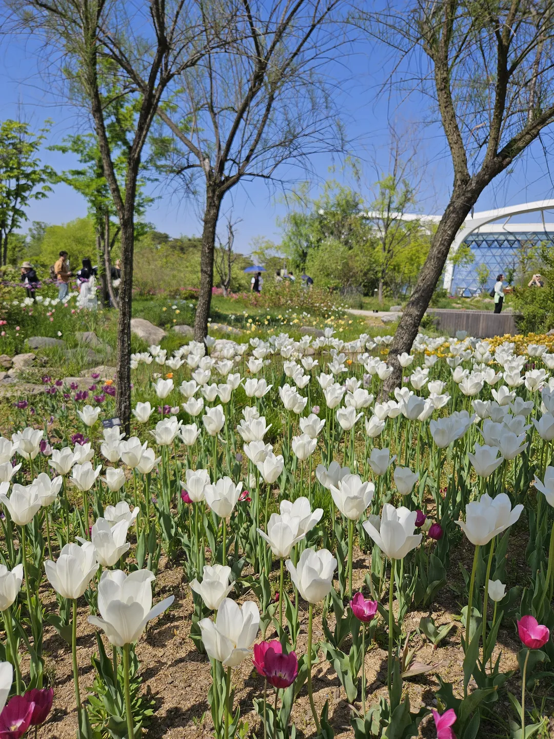 Seoul Botanic Park photo 14